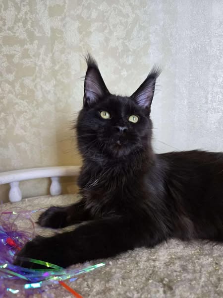 Maine Coon