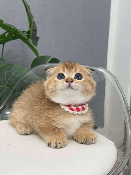 Munchkin Fold