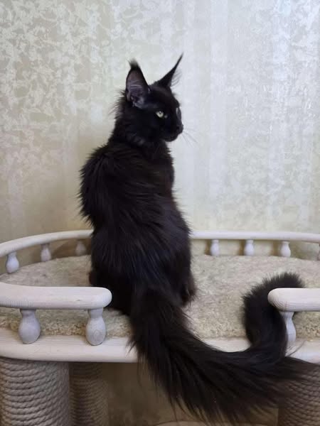 Maine Coon