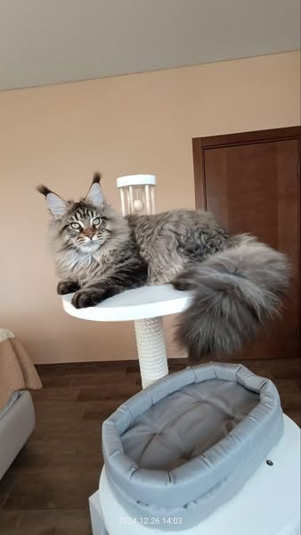 Maine Coon