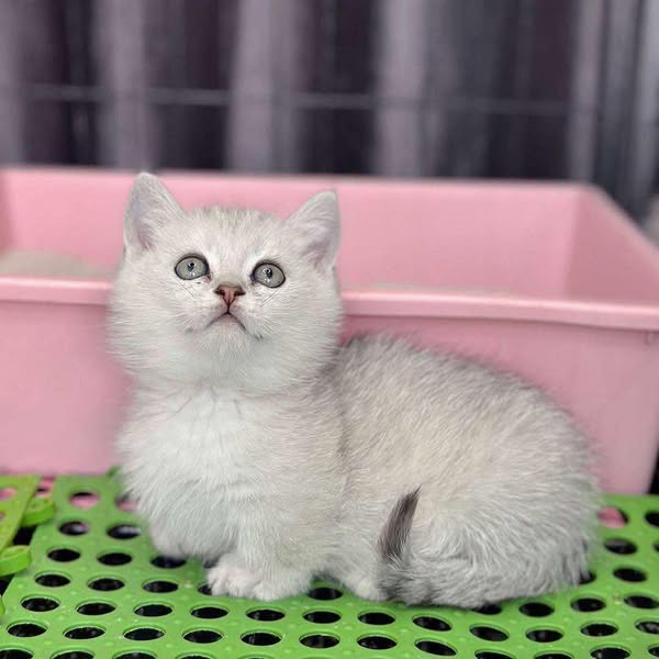 Munchkin