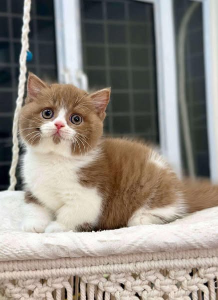 Munchkin