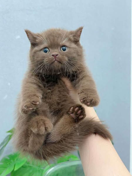 British Shorthair