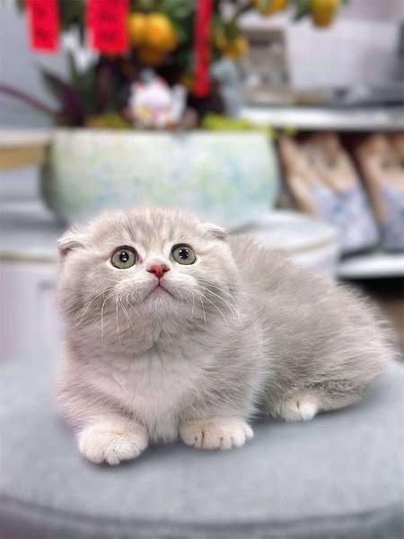Munchkin Fold