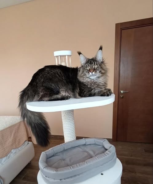 Maine Coon