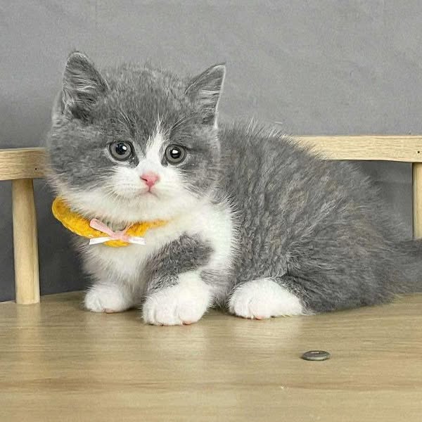 Munchkin