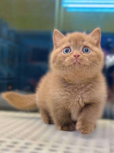 British Shorthair