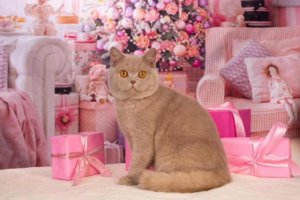 British Shorthair