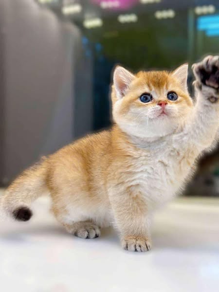 British Shorthair