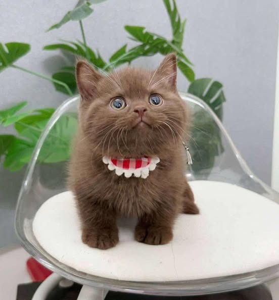 British Shorthair