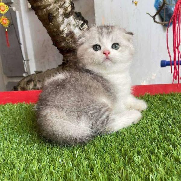 Munchkin Fold