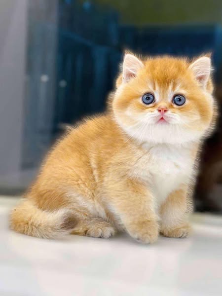 British Shorthair