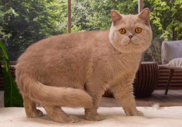 British Shorthair