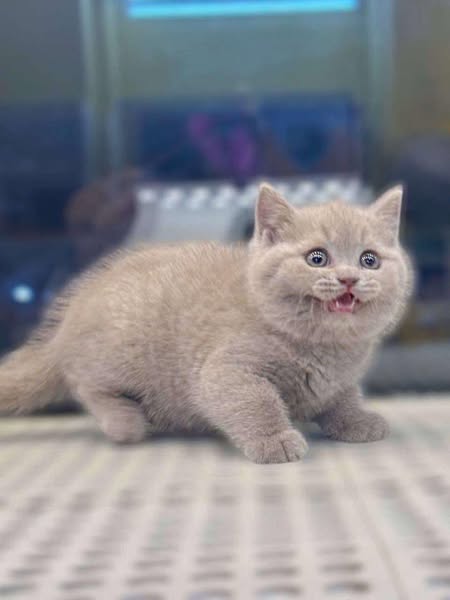British Shorthair
