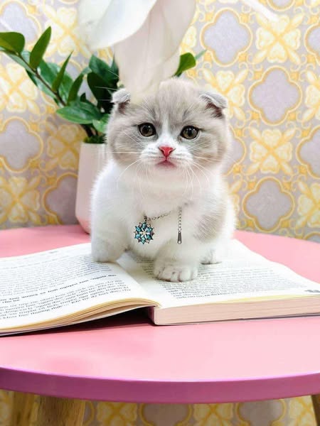 Munchkin Fold