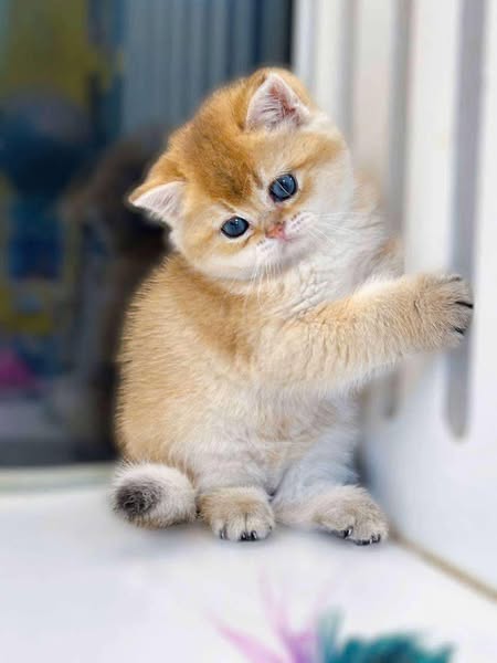 British Shorthair