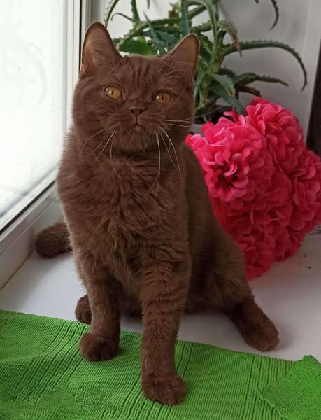 British Shorthair