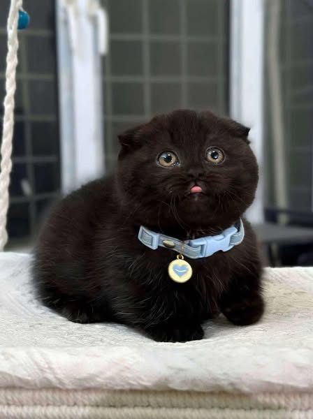 Munchkin Fold