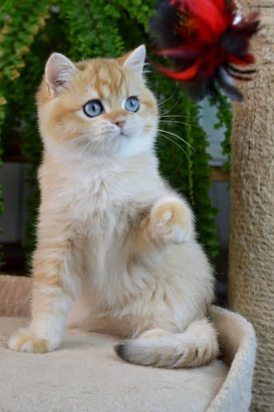 British Shorthair