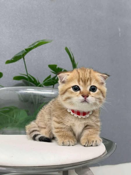 Munchkin Fold