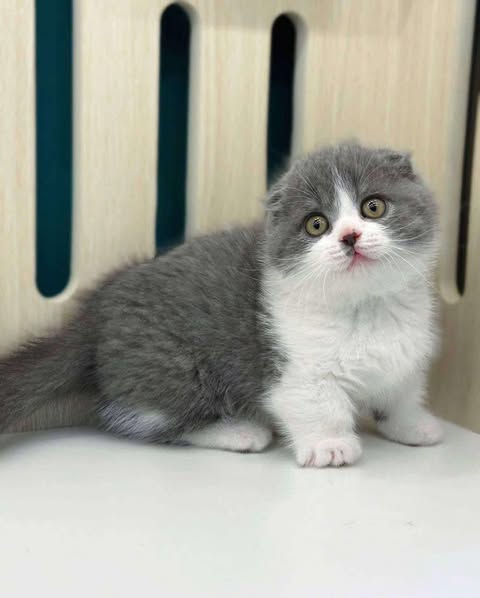 Munchkin Fold