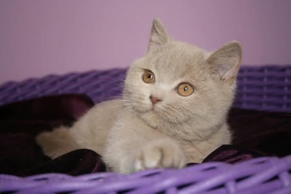 British Shorthair