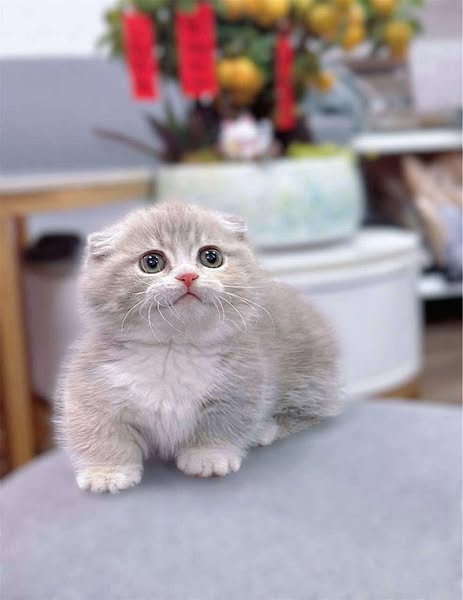 Munchkin Fold