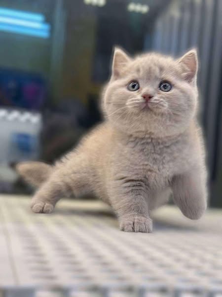 British Shorthair