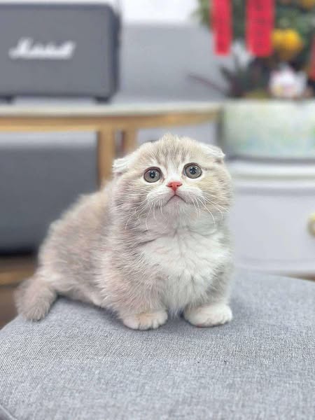 Munchkin Fold