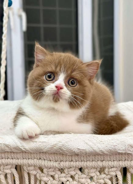Munchkin
