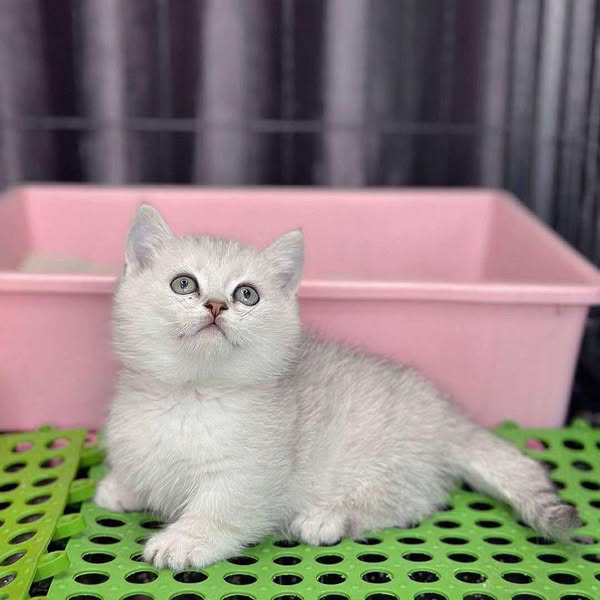 Munchkin