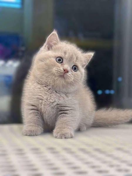 British Shorthair