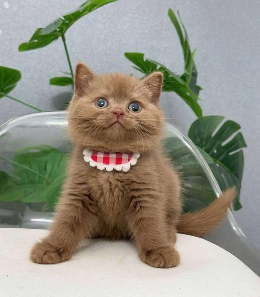 British Shorthair