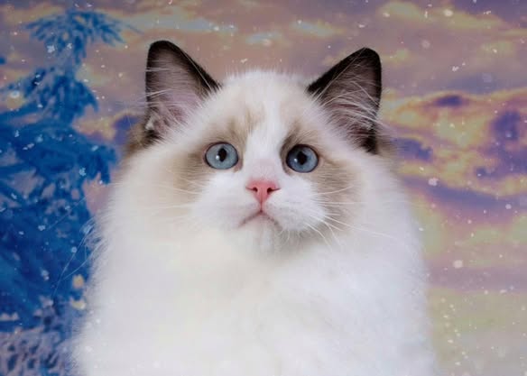 Ragdoll