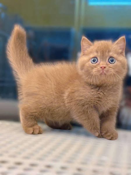 British Shorthair