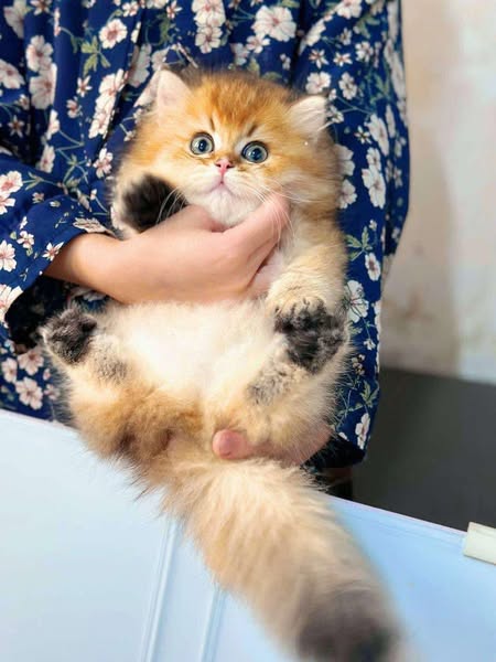 Munchkin Longhair