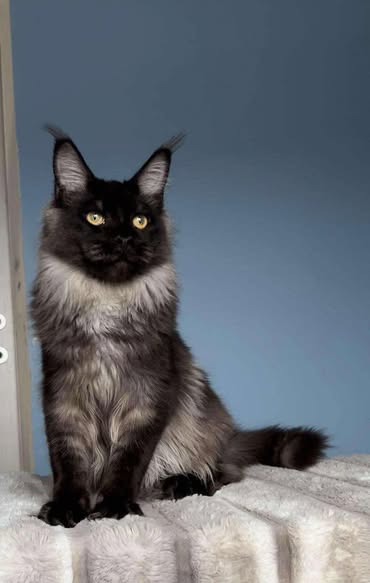 Maine Coon