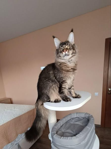 Maine Coon
