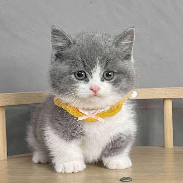 Munchkin