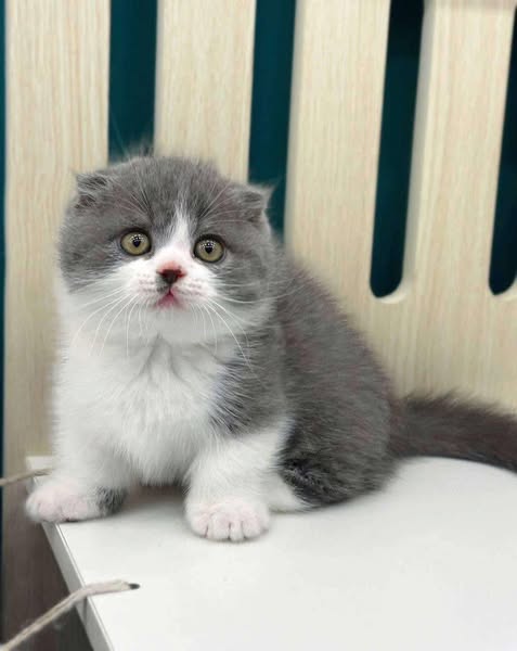 Munchkin Fold