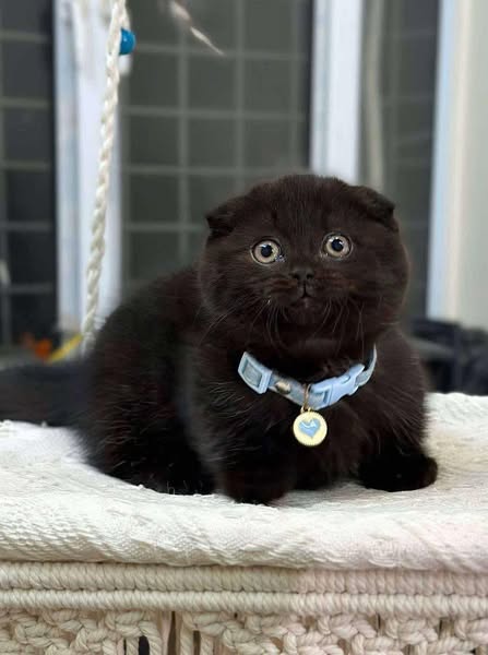Munchkin Fold
