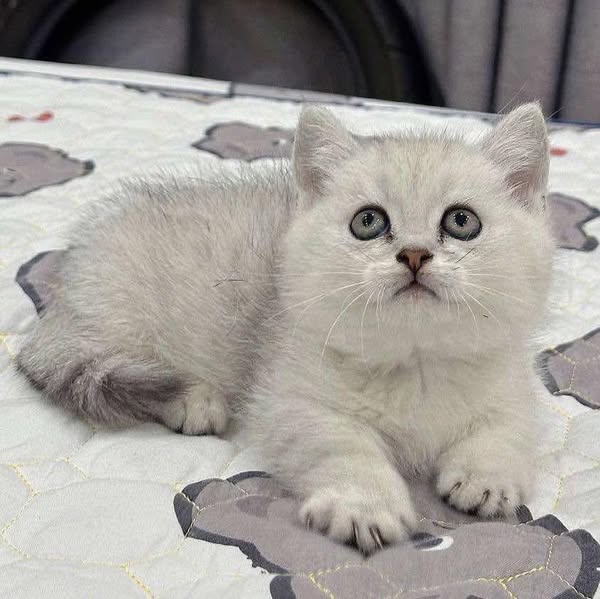 British Shorthair