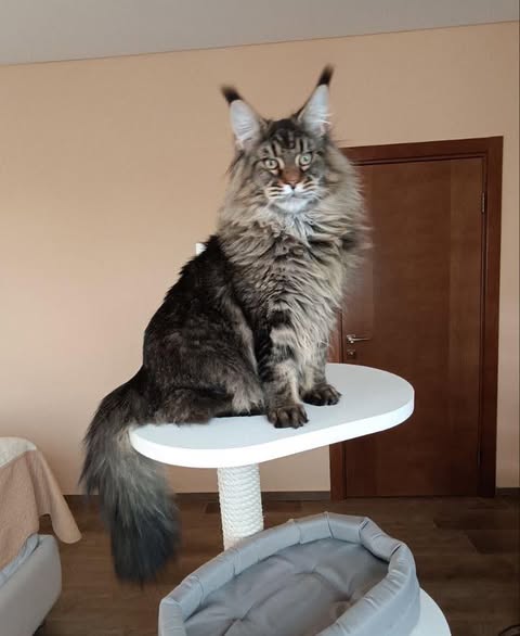 Maine Coon