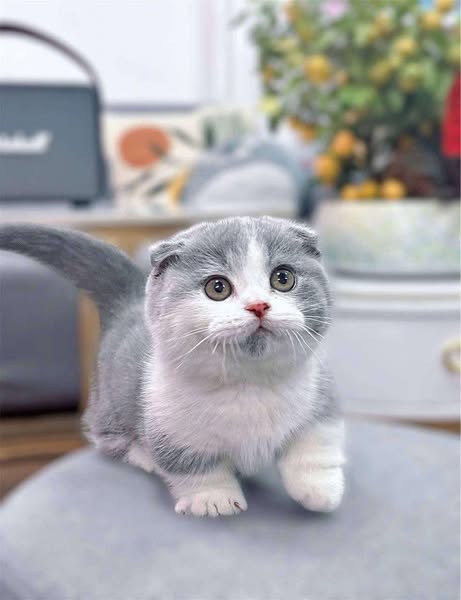 Munchkin Fold
