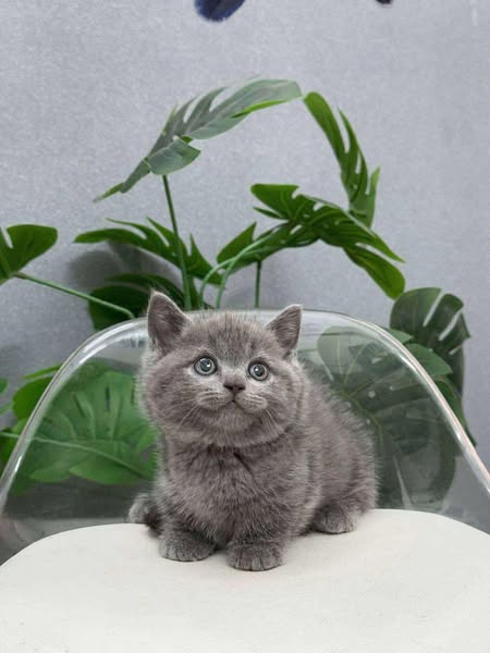 Munchkin