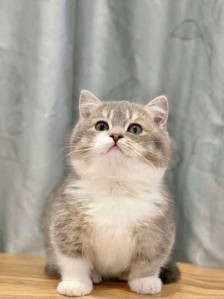 Munchkin