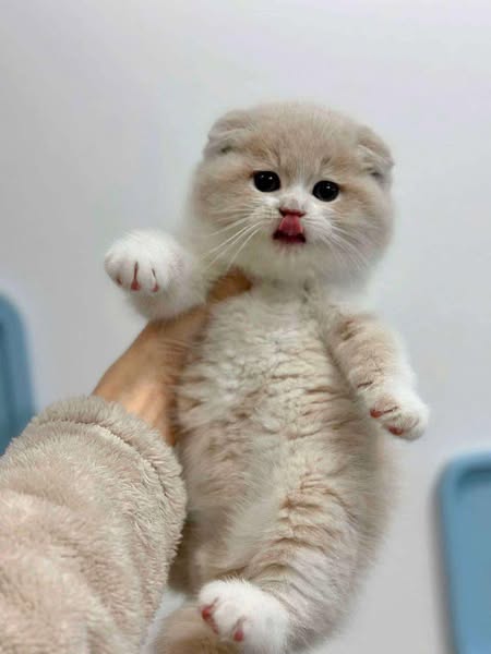 Scottish Fold