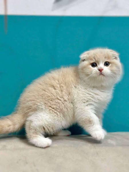 Scottish Fold