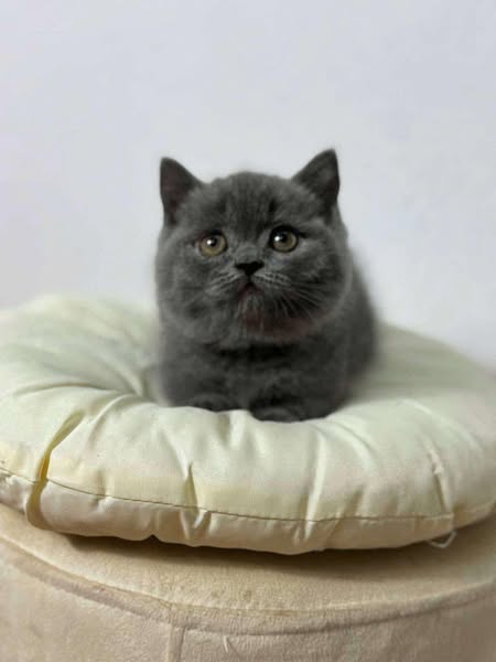 British Shorthair