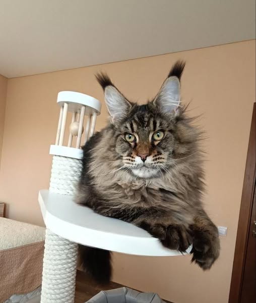 Maine Coon